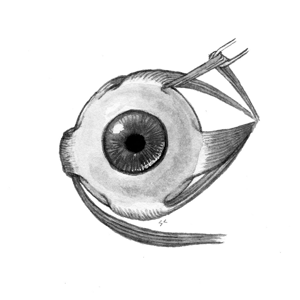 Eye muscles (2020) by Sarah Crawley. Its a sketch of an eye. 