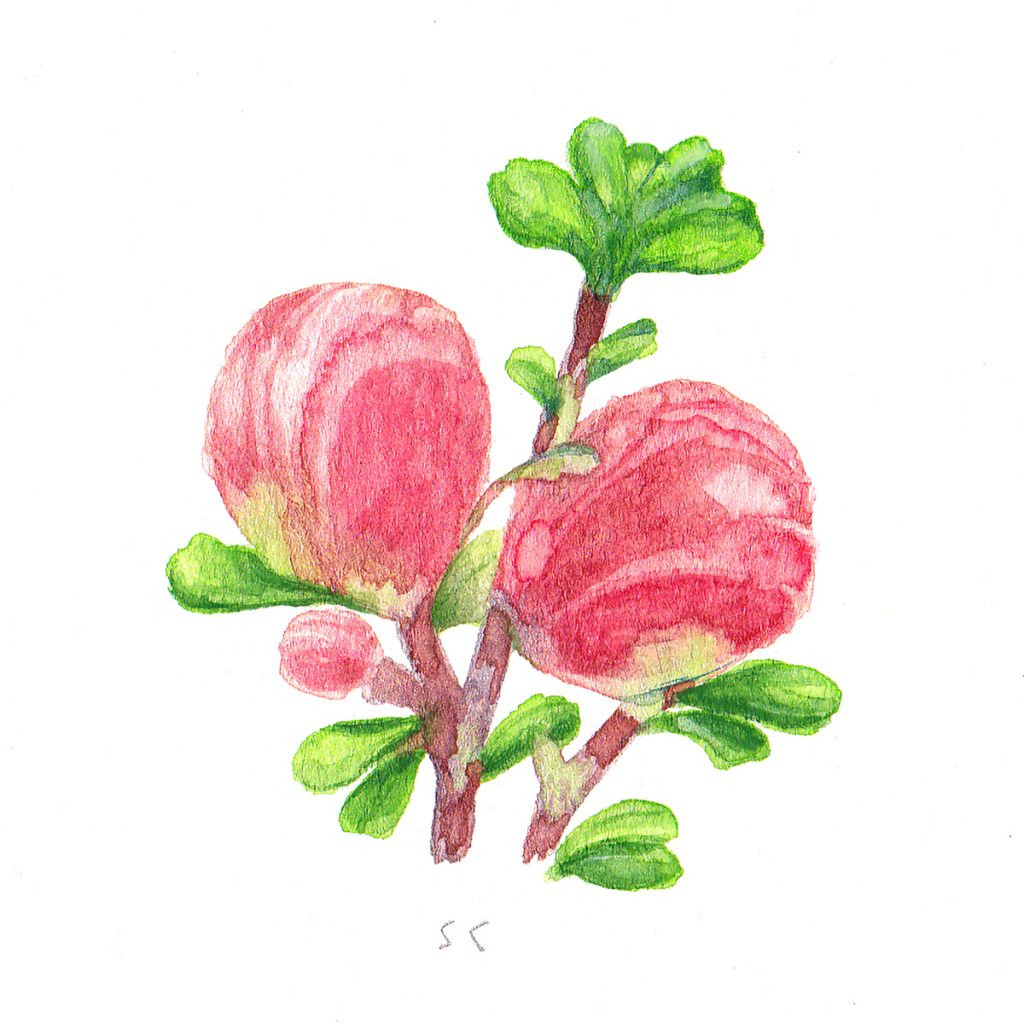 Quince (2020) by Sarah Crawley. A colored sketch of quince (which falls into family of apples).