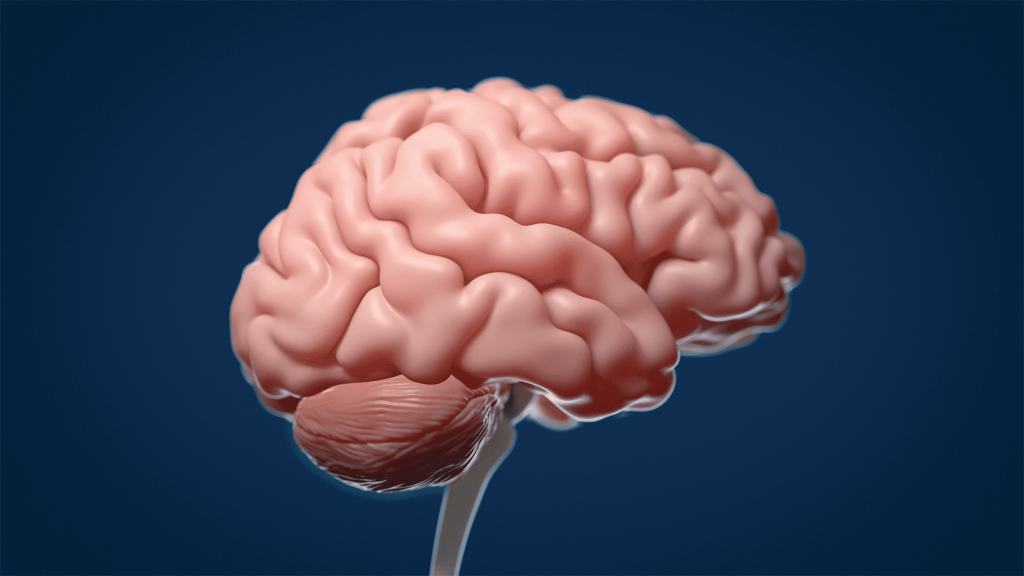 Animation 3D brain by Avesta Rastan. Animated version of a brain. 