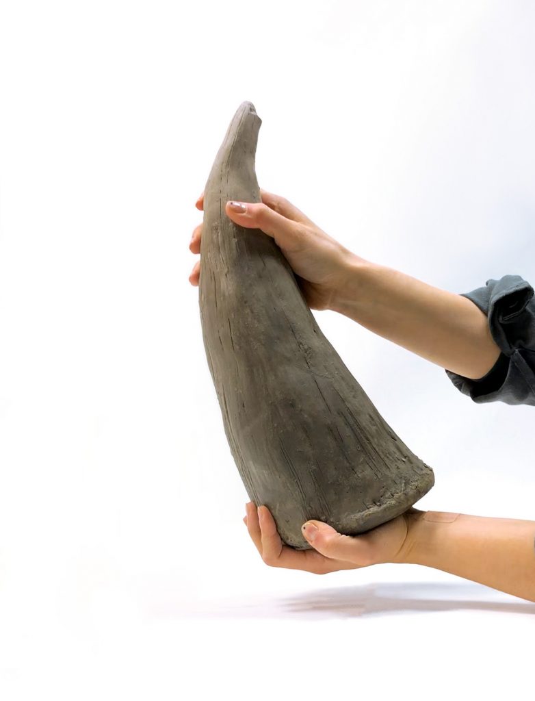 A large, grey rhino horn held up by two hands. 