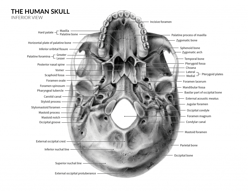 Illustration Skull Anatomy by Avesta Rastan. Illustration of the skull anatomy - Inferior view with markings. 