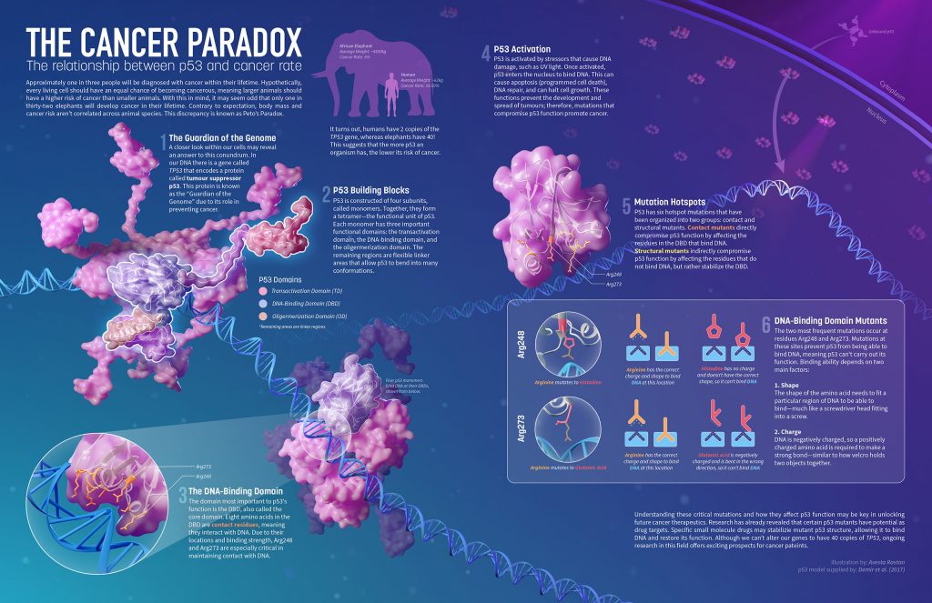 Infographic p53 by Avesta Rastan. A detailed infography for p53 and cancer rate with a title - cancer paradox (exploring the relationship between them).