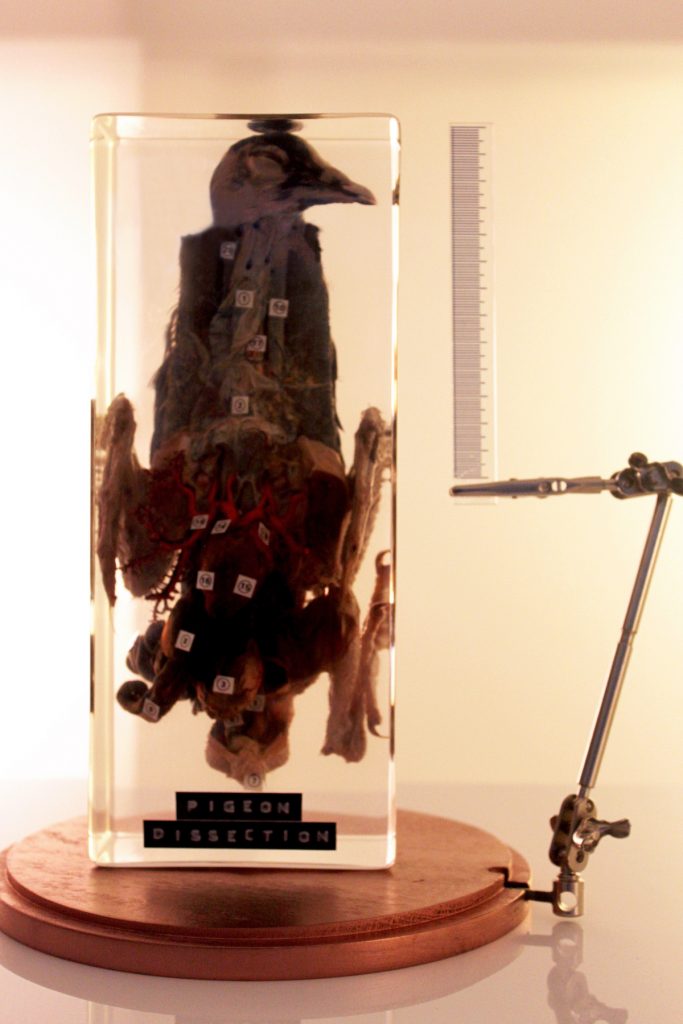 A preserved dissected pigeon inside a glass case.