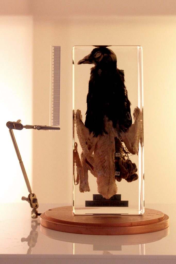 A preserved dissected pigeon inside a glass case.