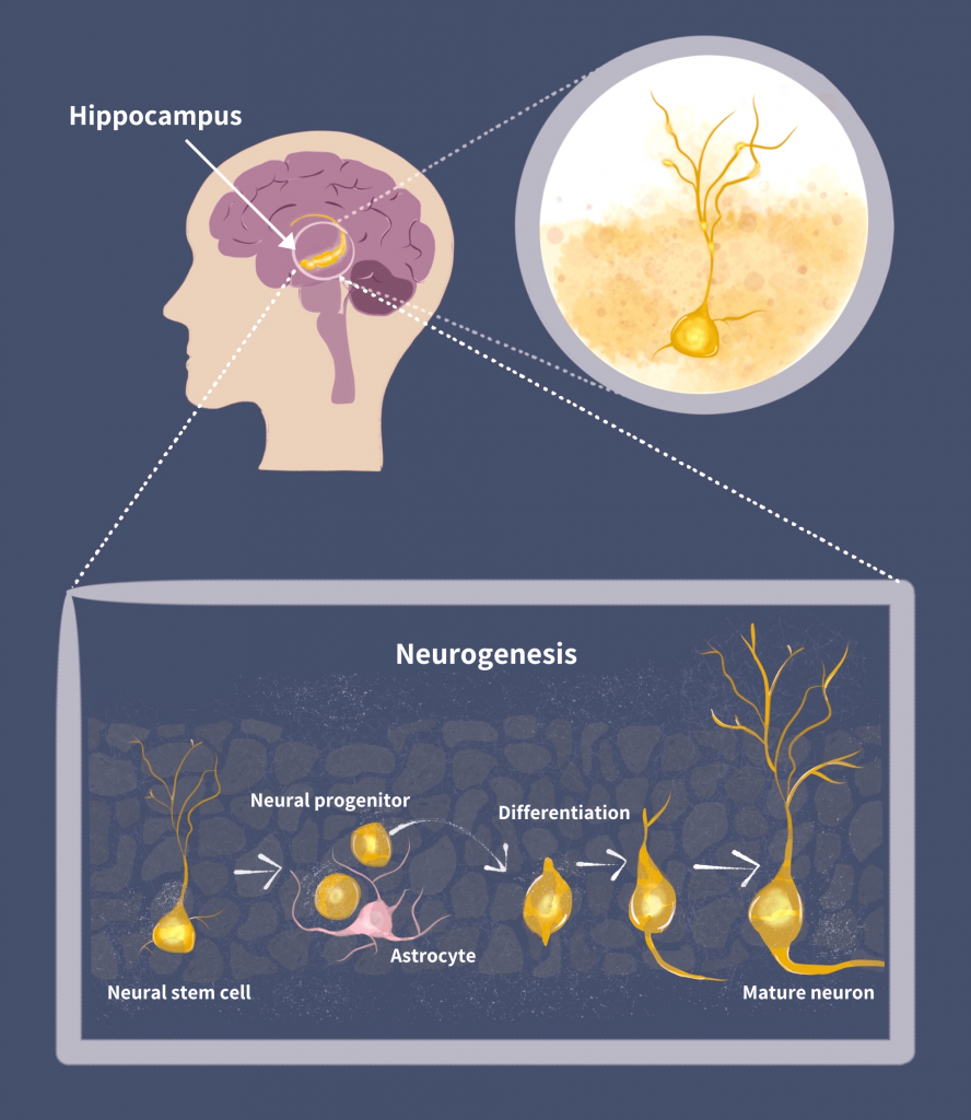 This illustration was created for a course on neuroeducation. the images shows about neurogenesis (how neurons are formed in the brain). 