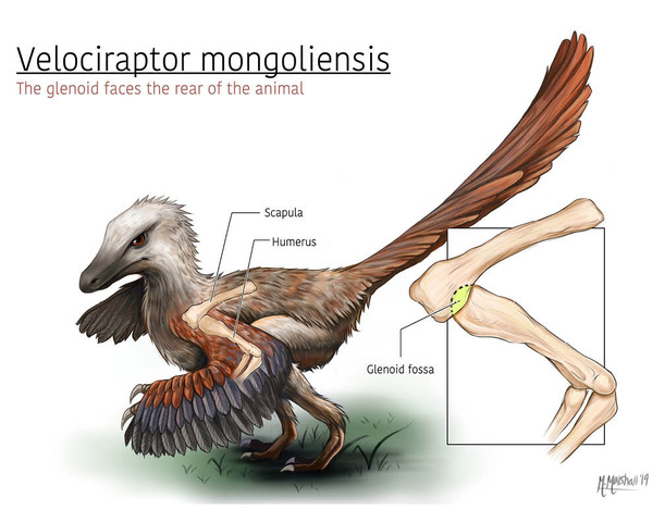 Illustration of velociraptor with a zoomed in section to show the bones in its wing