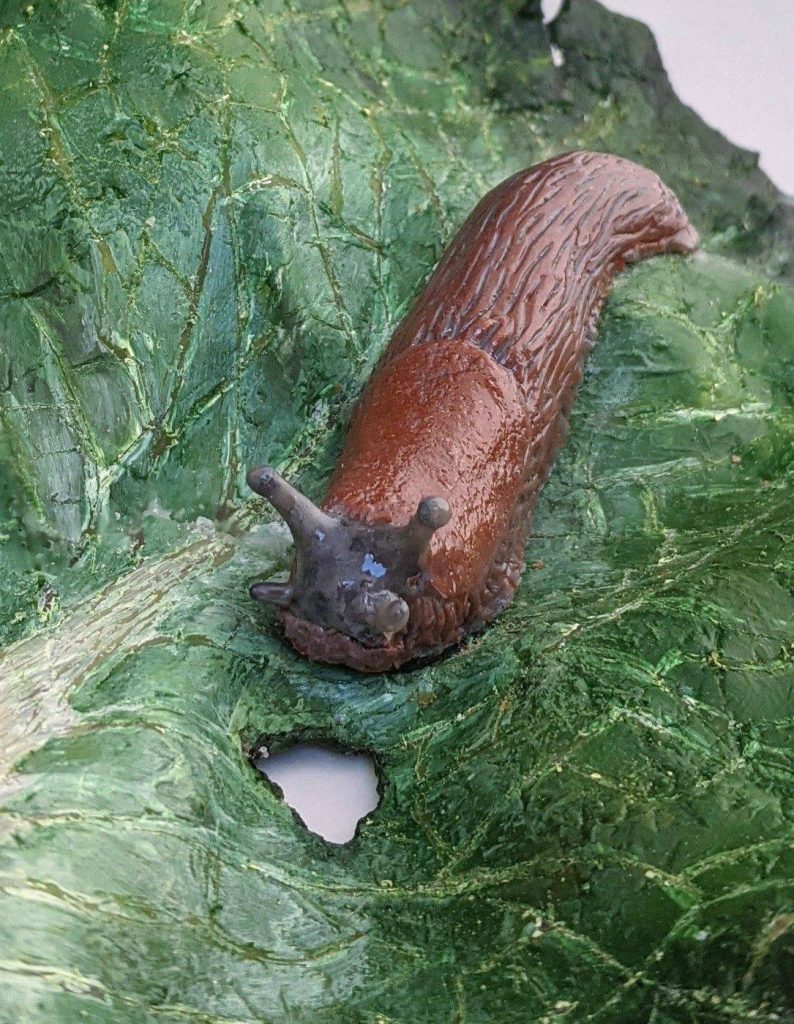Brown slug eating a lettuce leaf