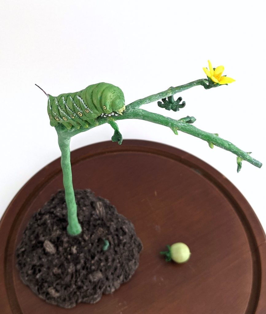 Tobacco Hornworm on Defoliated Tomato Plant