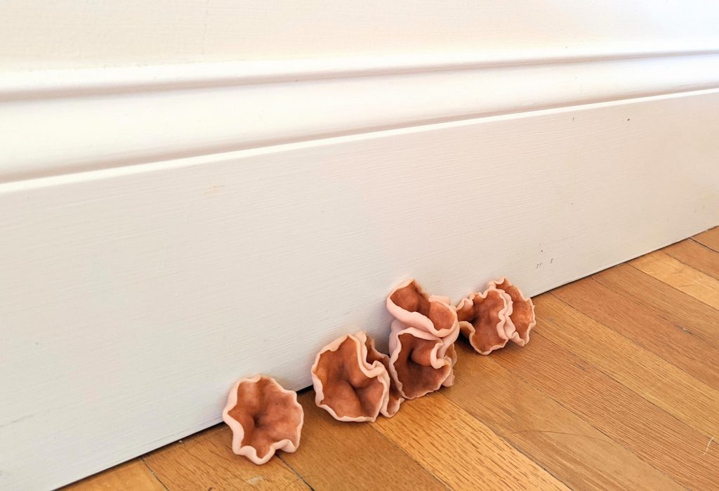 Orange/tan mushrooms growing between a wood floor and white wall