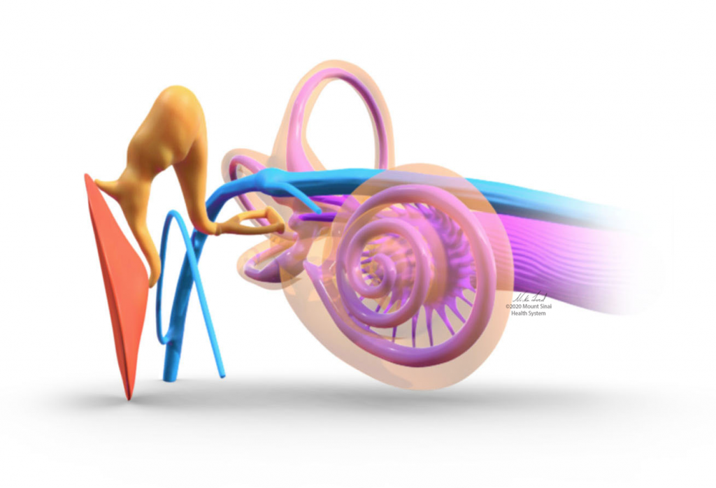 Spiraling tunnels of the inner ear