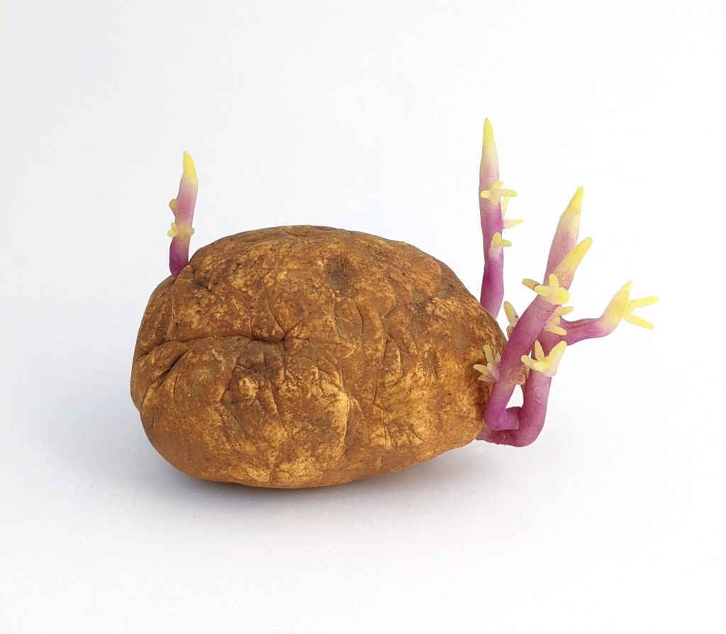 Sprouting potato
