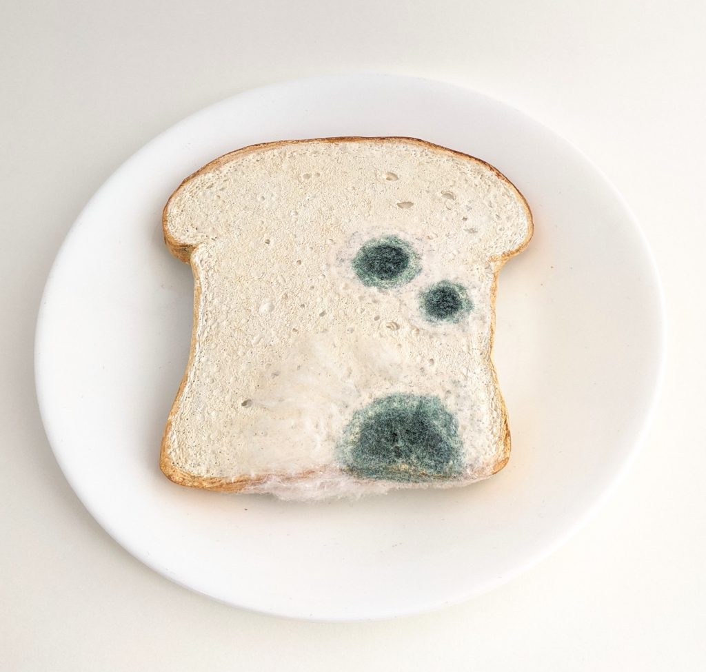 Moldy slice of white bread
