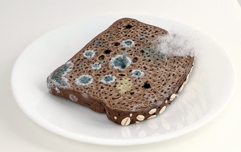 Moldy slice of wheat bread