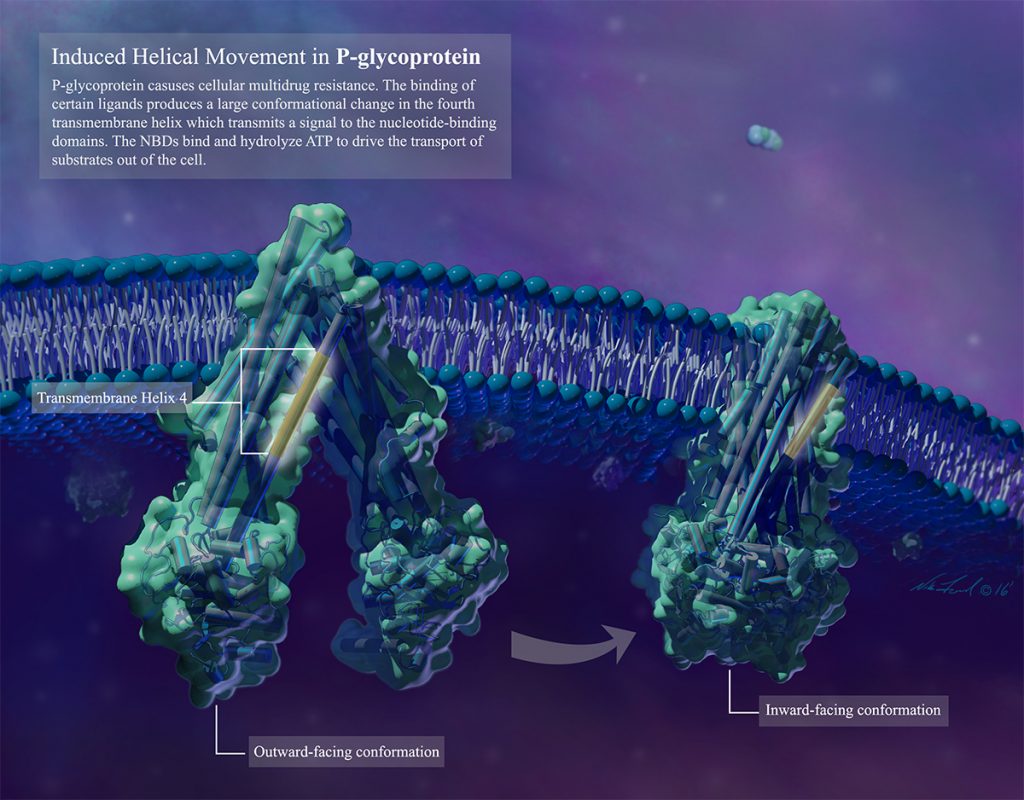 Illustration of a cell membrane made of two layers of lipids that look like ball point pins used in sewing with their "needles" pointing inward. In some parts of the membrane, there are large, oblong proteins that extend from the outside of the membrane to the inside. 