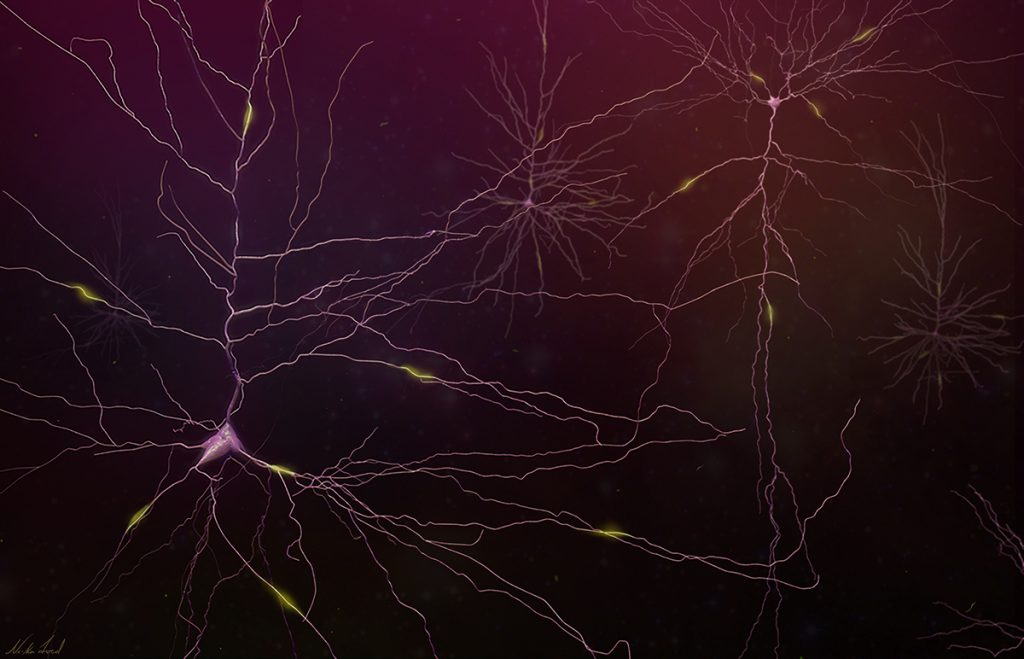 Thin, branching lines that radiate out from central connecting points, which are the neuron bodies. 