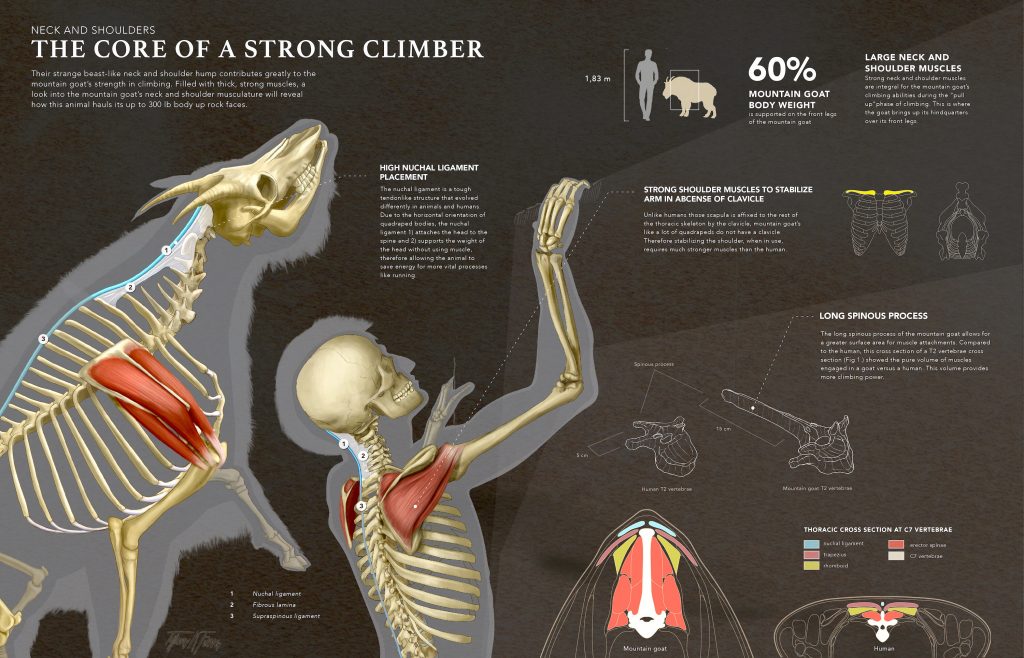 Comparative anatomy of a rocky mountain goat and human climber (2020). Pictorial representation of a rocky mountain goat made by Tiffany Fung.