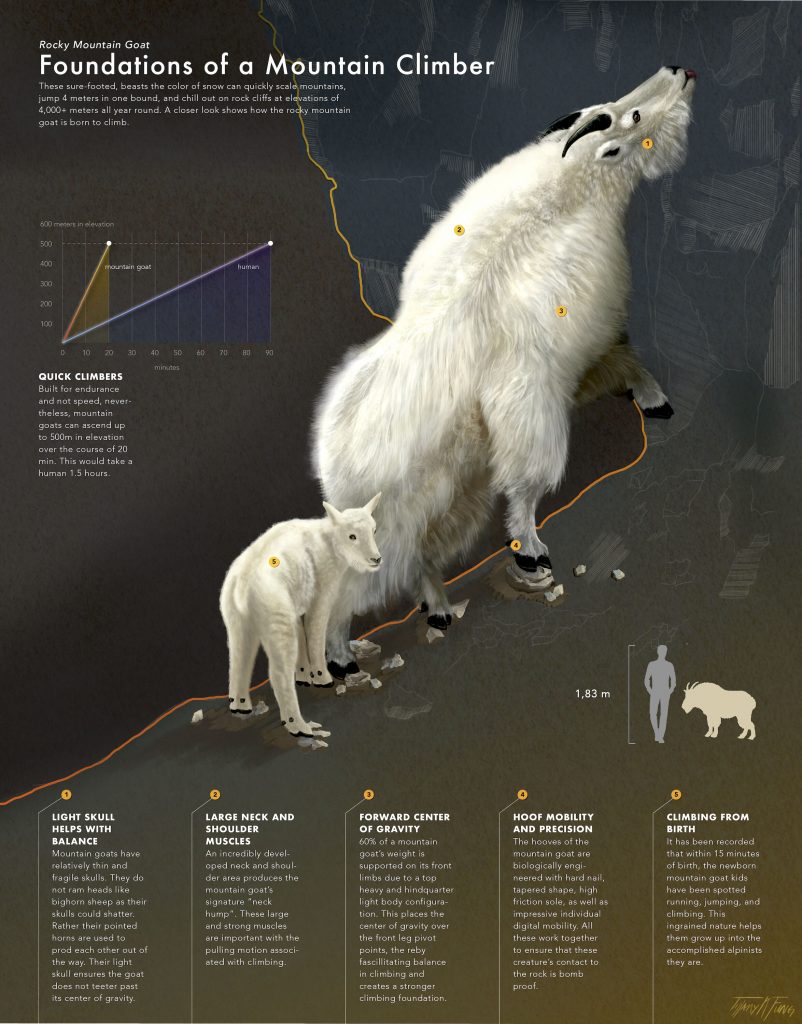 Mountain goat overview infographic (2020) made by Tiffany Fung. A basic foundation of a mountain climber shown with a bigger and smaller mountain goats.