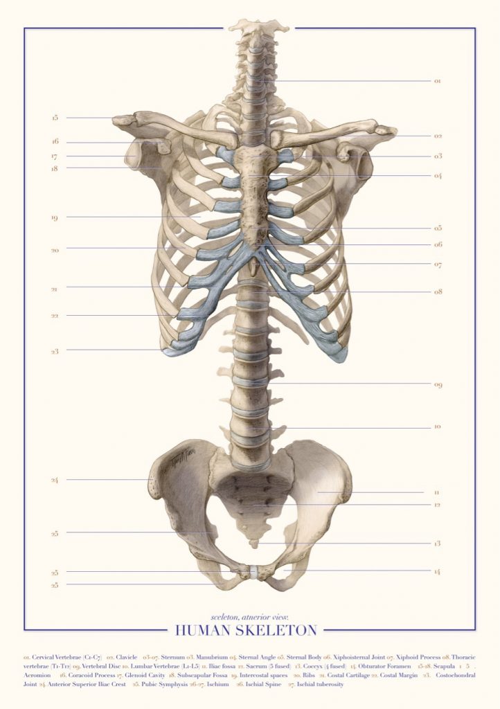 Skeletal illustration (2018) made by Tiffany Fung. A pictorial representation of human skeleton. 