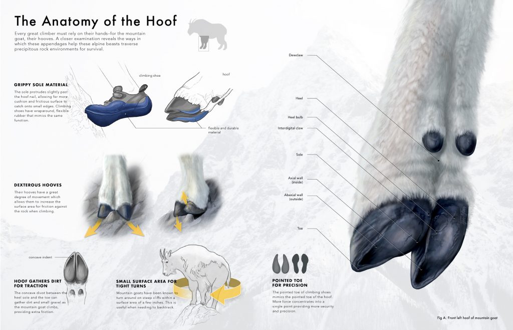 Hoof anatomy infographic (2020) made by Tiffany Fung. Focusing more on the anatomy of hoof. 