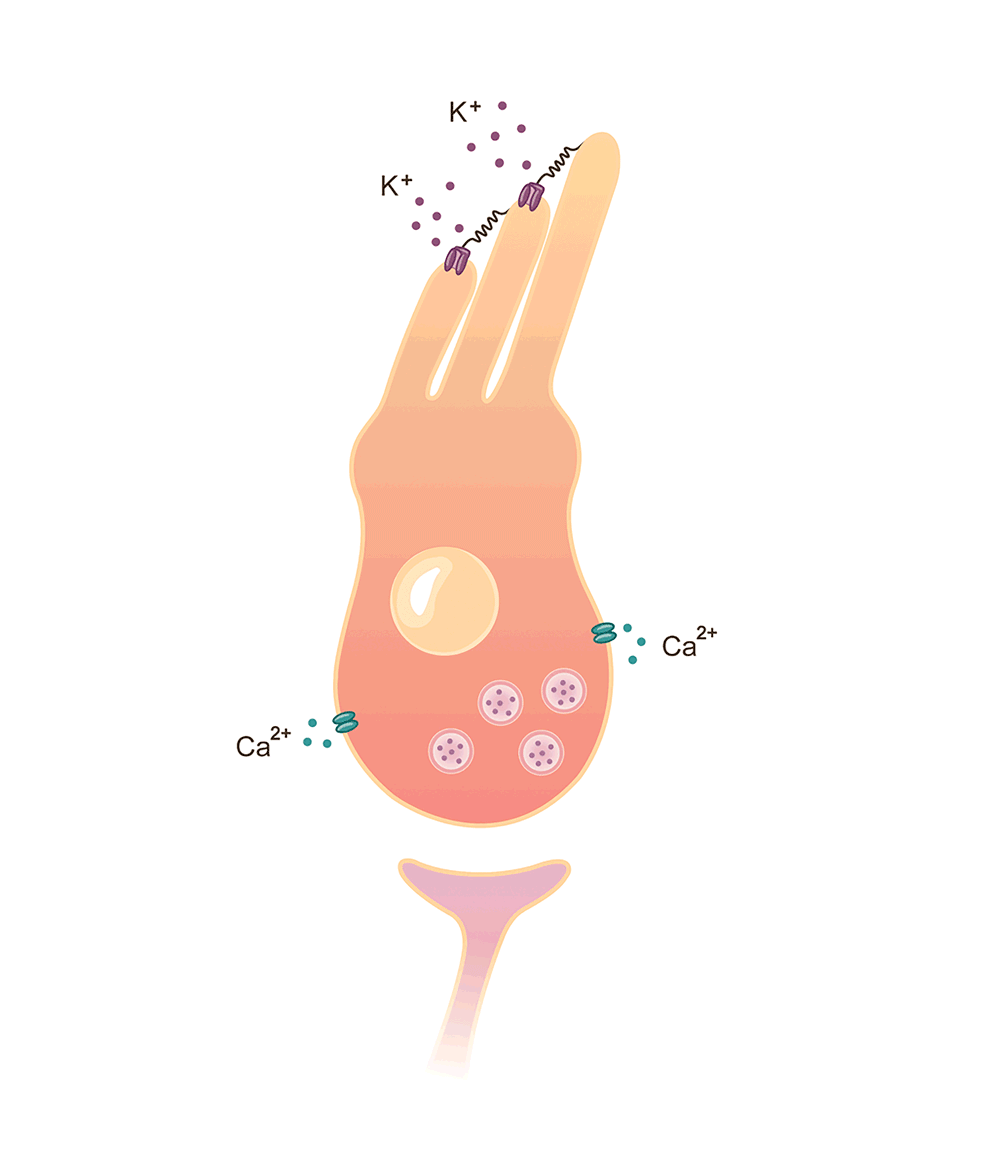 Animated illustration of hair cell transduction. When the spiky parts of the cell, the "hair," of the cell are moved, the cell sends signals to the opposite end of the cell. Then, the cell releases messengers that travel to the next cell. 