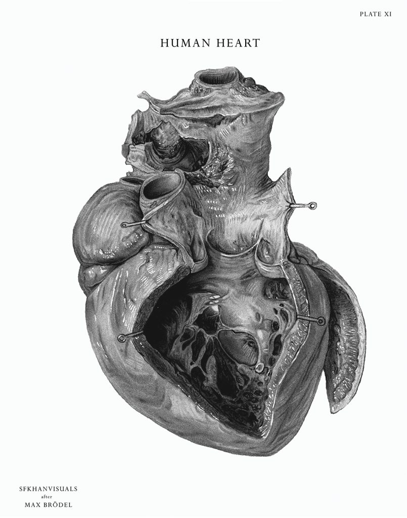 Black and white illustration of a human heart