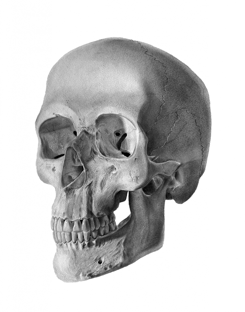 Black and white illustration of a human skull