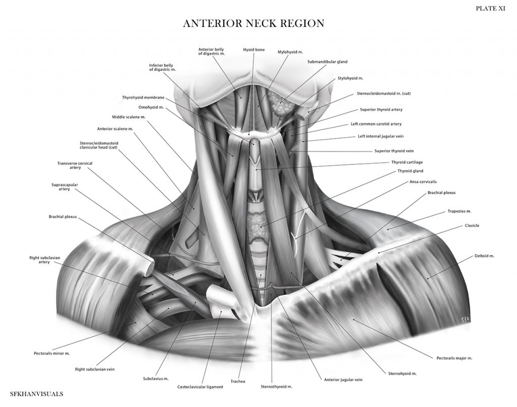 Black and white illustration of the muscles in the human neck