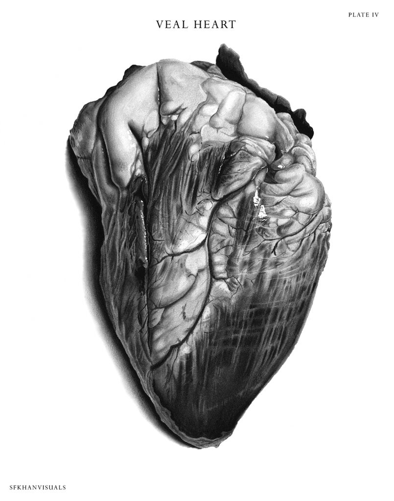 Black and white illustration of a veal heart