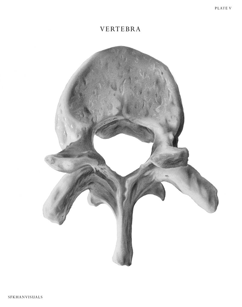 Black and white illustration of a human vertebra