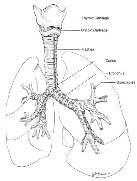 Black and white line drawing of lungs with anatomical features labeled