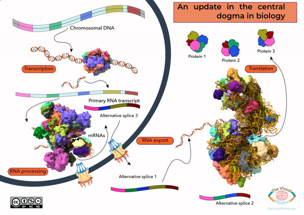 Cover artwork in the journal Chemistry A European Journal for the article “Functionalized resins for the synthesis of peptide-alcohols” (2019) by Gloria Fuentes