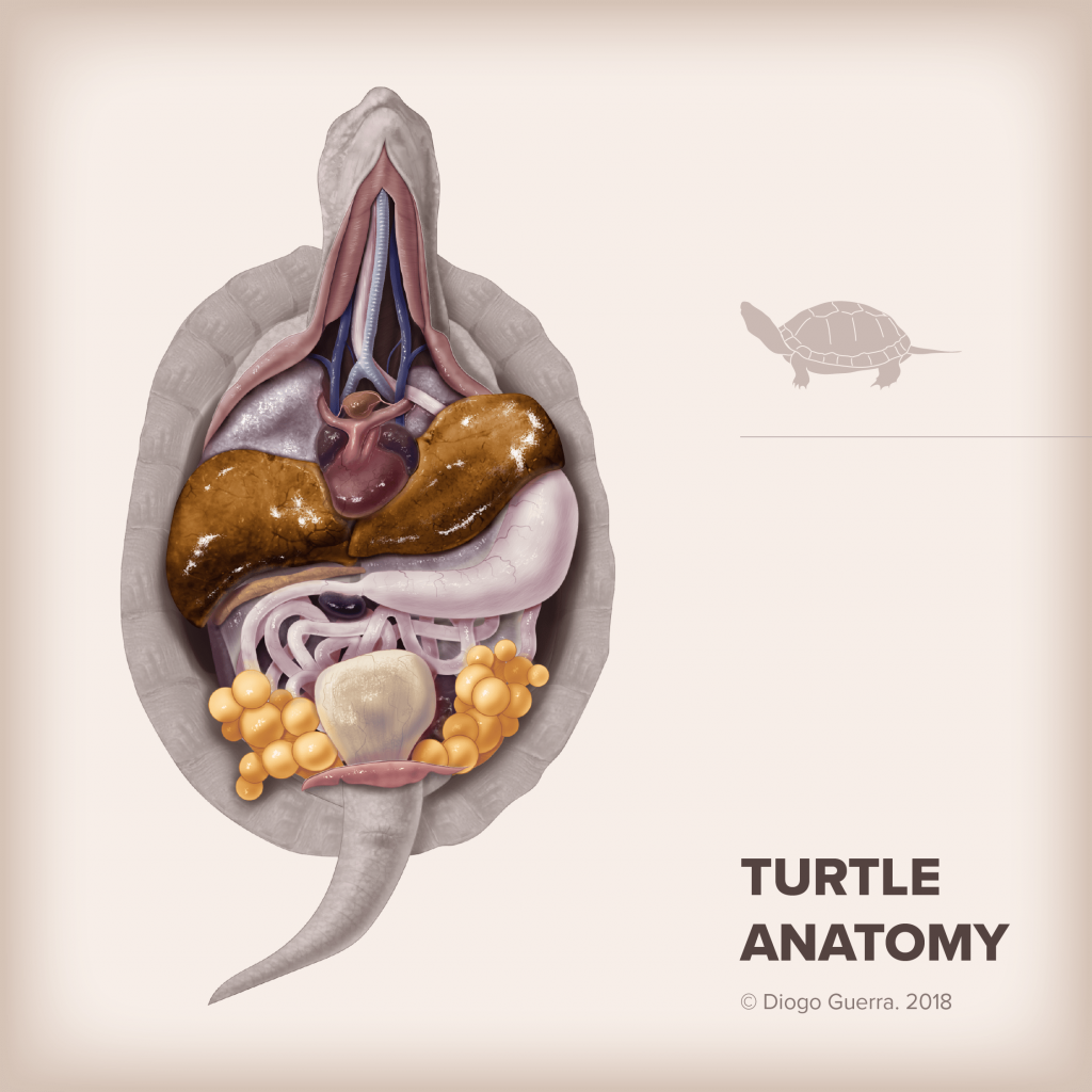 An open picture of thoracic and abdominal viscera of a chelonian (turtle) – figure made for an animal dissection textbook (2018) by Diogo Guerra