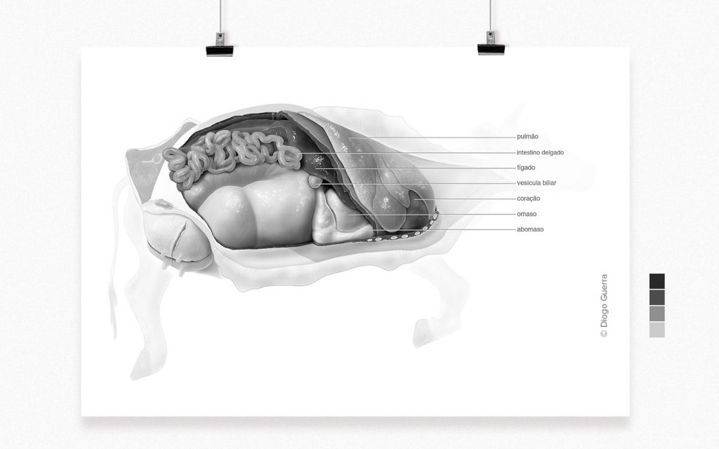 A open pictorial representation of Thoracic and abdominal viscera of a ruminant (cow) – figure made for an animal dissection textbook with outline describing each parts by Diogo Guerra