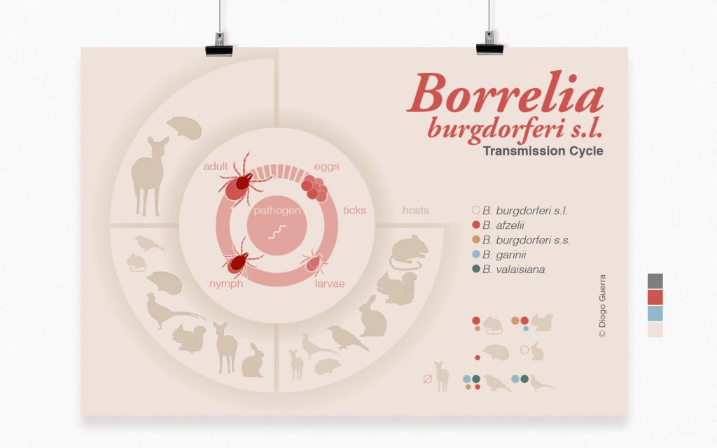 A pictorial presentation of importance of different vertebrate hosts for the life cycle of Borrelia genospecies transmission cycle – figure made for a scientific publication by Diogo Guerra