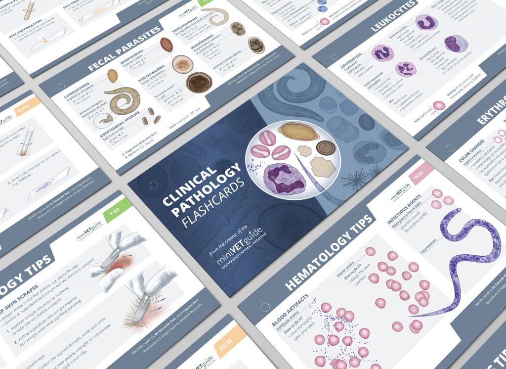 A display of series of portable flashcards on Parasitology, Hematology and Urinalysis for Small Animal Medicine practitioners – fully designed and illustrated by Diogo Guerra.