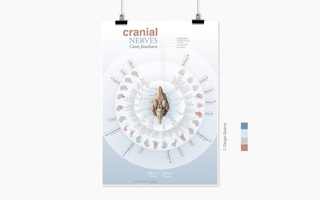 A poster made for visualizing the functions and characteristics of the 12 cranial nerves of the dog. Oxana Kaunova and Jeane Peter by Diogo Guerra