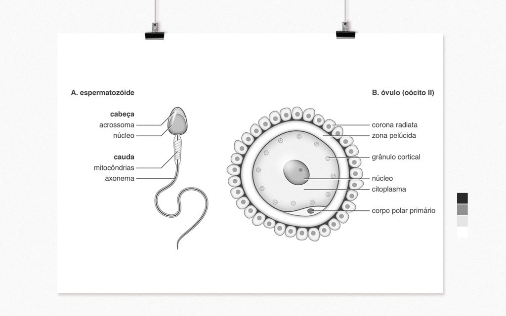 A pictorial representation of structure of the human gametes: male (sperm) and female (ova or egg cells) in black and white– illustration made for a Midwifery textbook by Diogo Guerra
