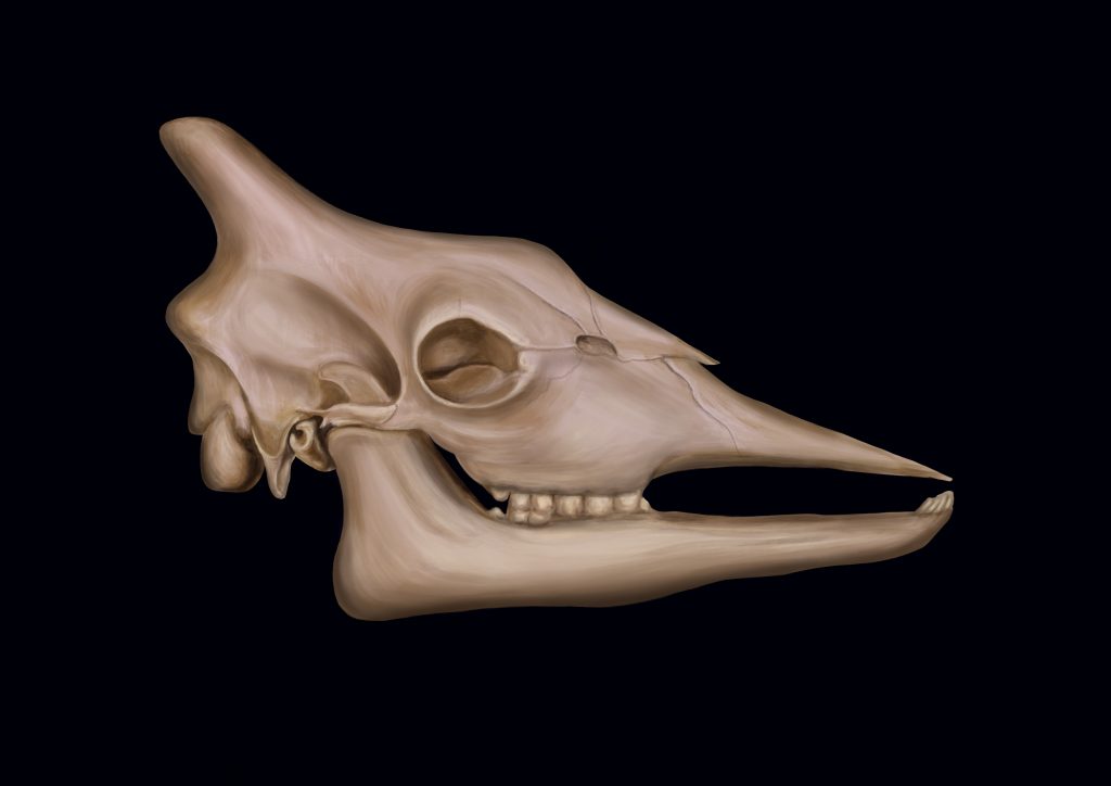 A picture of Giraffe Skull by Amie Fernandez