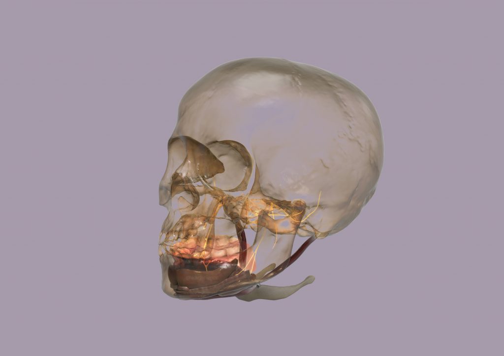 Picture of a skull by Amie Fernandez. A HoloLens project.