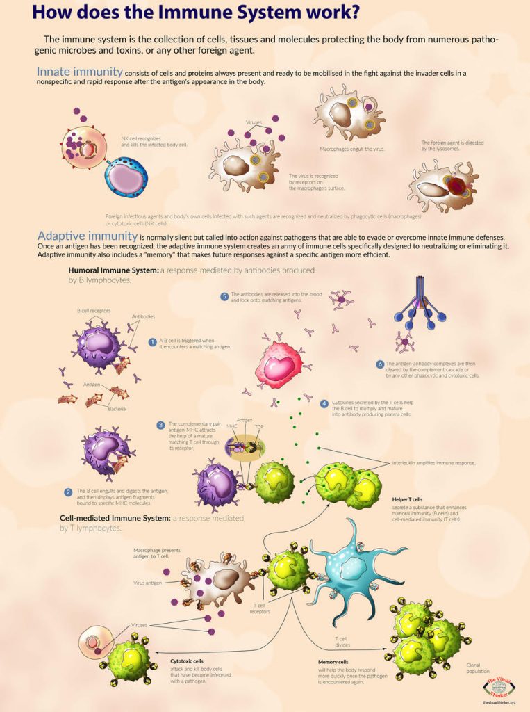 A  detailed pictorial representation of how does the immune system work describing Innate and Adaptive immunity (2018) by Gloria Fuentes