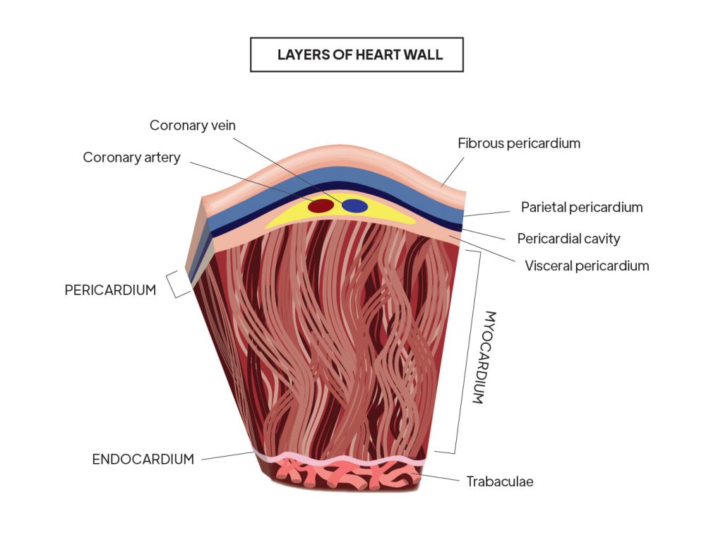 Representation of layers of heart wall with various outlines by Rutuja Chalke