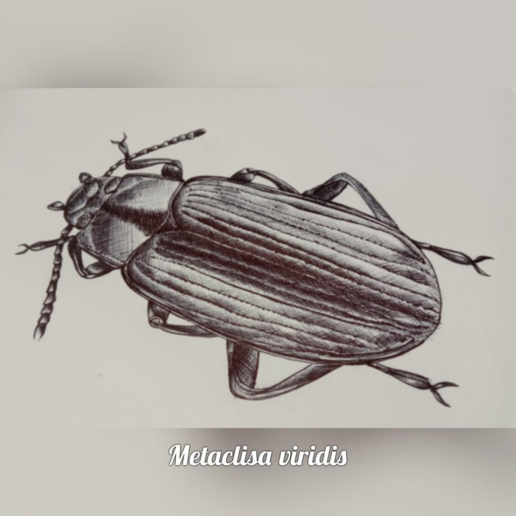 A sketch of Metaclisa viridis (Ink illustration) by Rutuja Chalke