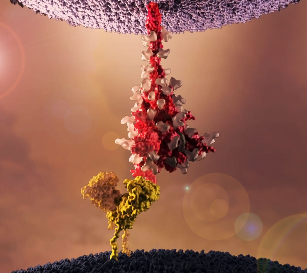 A detailed pictorial representation of Molecular Interaction between the Spike protein of SARS-CoV2 and the host ACE2 receptor (2020) by Gloria Fuentes