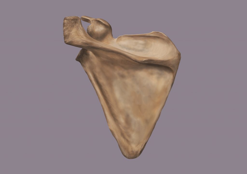 Bone image- Posterior Scapula (Credit to University of Dundee)  by Amie Fernandez