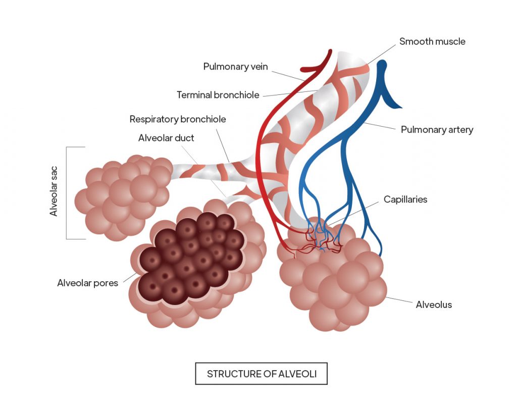 Pictorial representation of Structure of alveoli with outlines highlighting alveolar pores by Rutuja Chalke