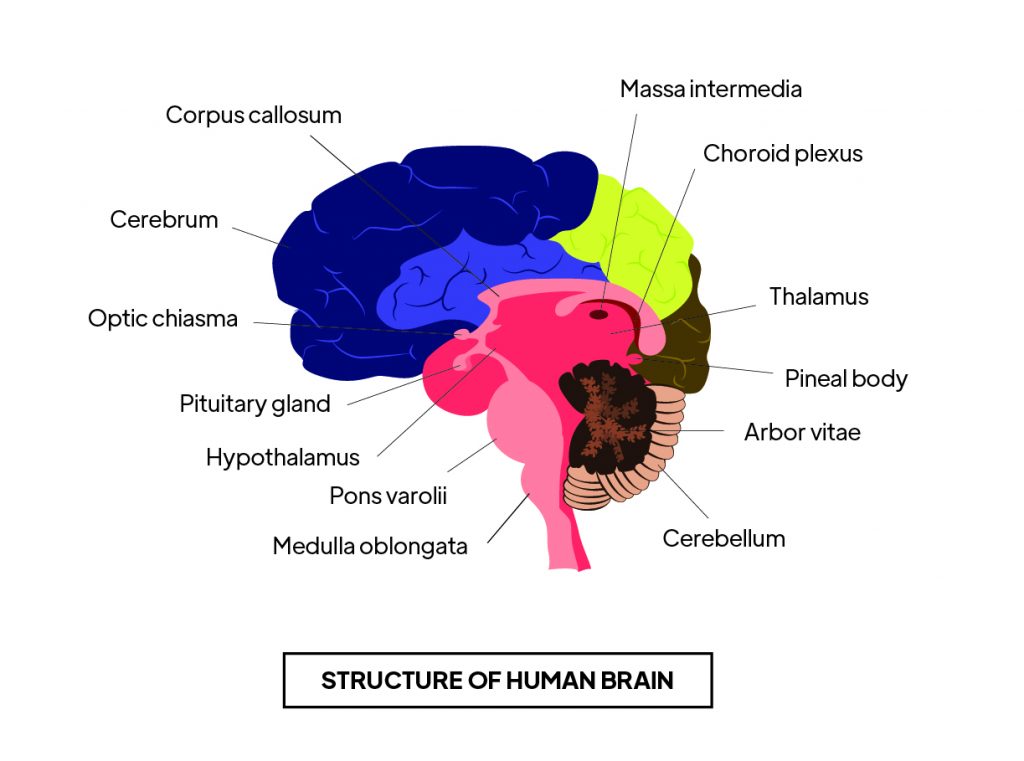 Pictorial representation of structure of human brain with different outlines by Rutuja Chalke