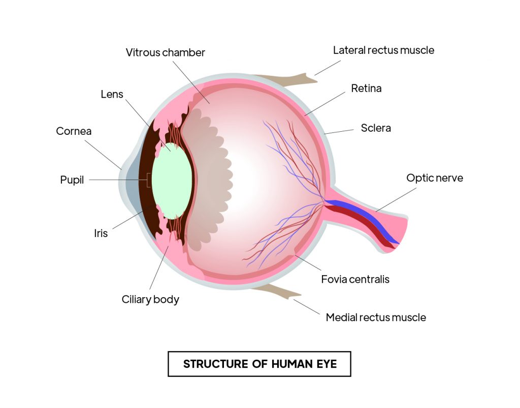 Pictorial representation of structure of human eye with outlines describing every parts of an eye by Rutuja Chalke