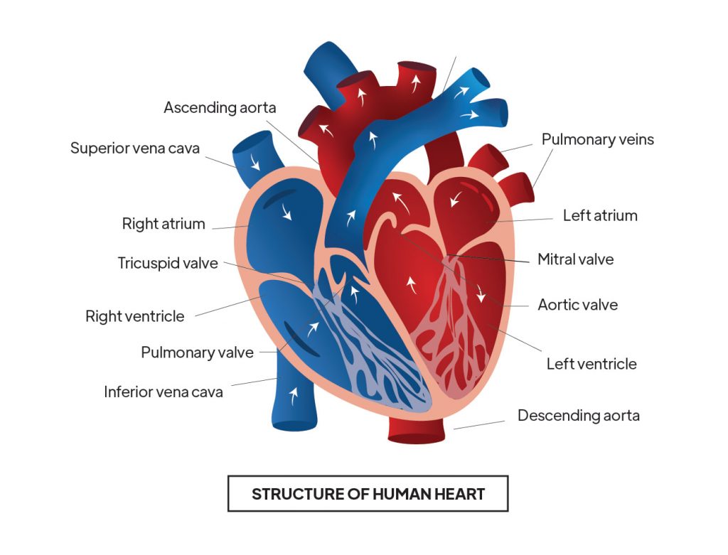 Pictorial representation of Structure of human heart with outlines describing every parts of the heart by Rutuja Chalke