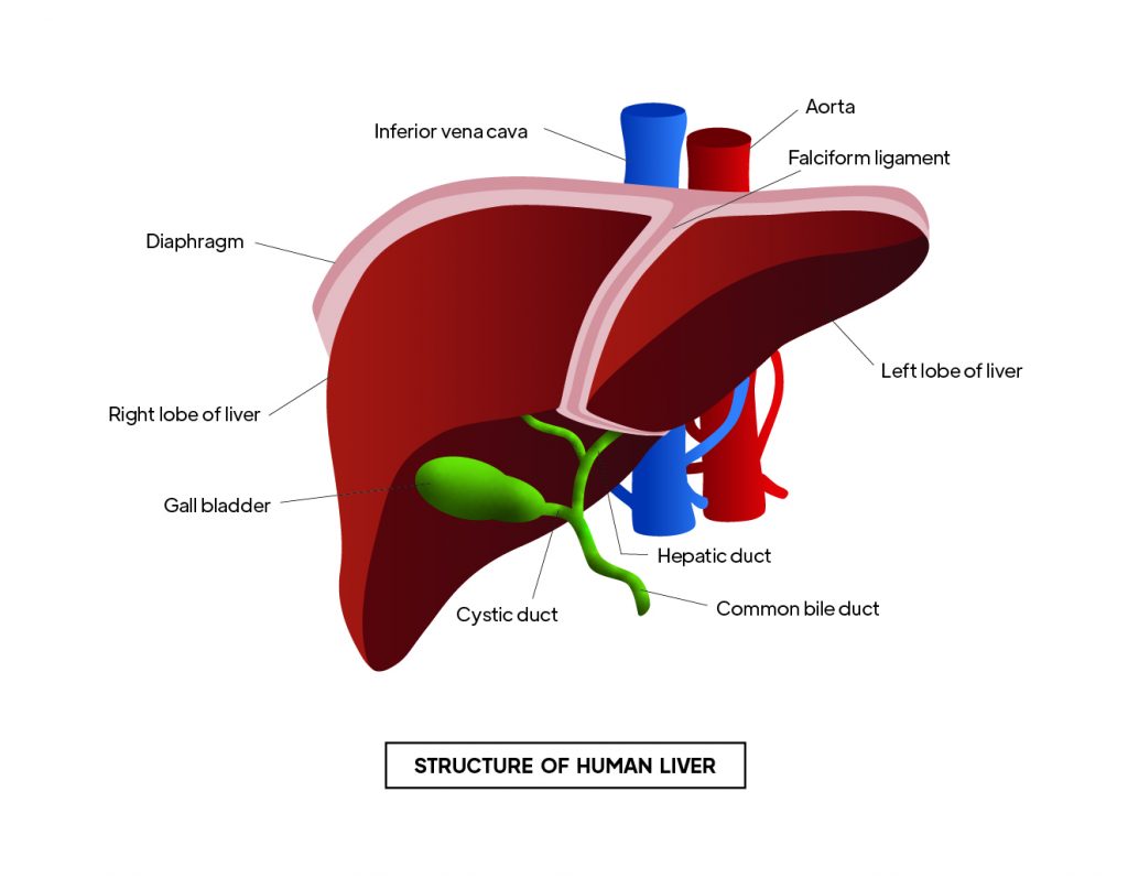 Pictorial representation of  Structure of human liver with outlines describing every parts of the liver by Rutuja Chalke
