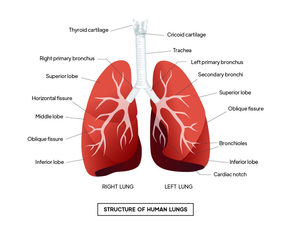 Pictorial representation of  Structure of human lungs with outlines describing every parts of the lungs by Rutuja Chalke
 by Rutuja Chalke